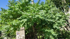 Ailanthus altissima