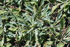 Globularia orientalis