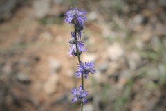 Globularia orientalis