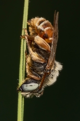 Epeoloides coecutiens