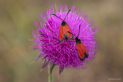 Zygaena rubicundus