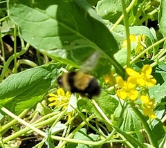 Bombus