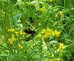 Bombus