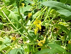 Bombus