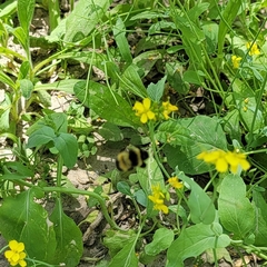 Bombus