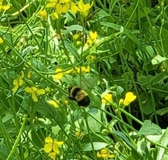 Bombus
