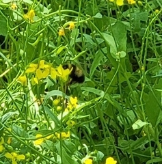 Bombus