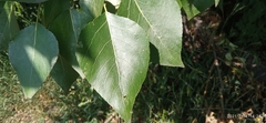 Populus × sibirica