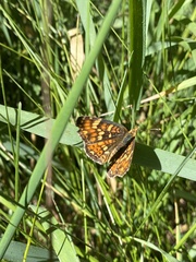 Phyciodes orseis