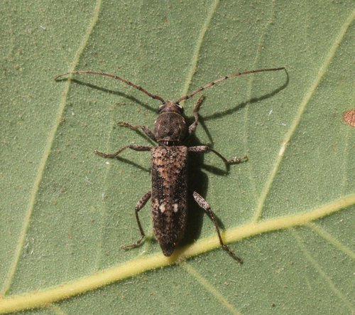 Phacodes tenuitarsis