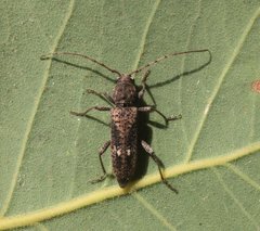 Phacodes