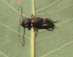 Phacodes