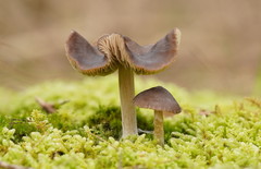 Entoloma brevispermum