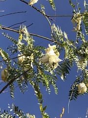 Sesbania formosa