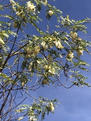 Sesbania formosa