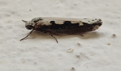 Ethmia bipunctella