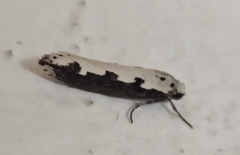 Ethmia bipunctella