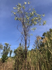 Sesbania formosa