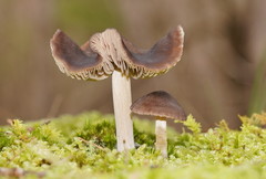 Entoloma brevispermum