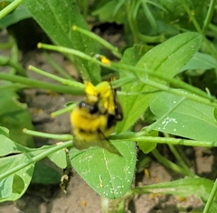 Bombus