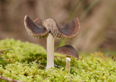 Entoloma brevispermum