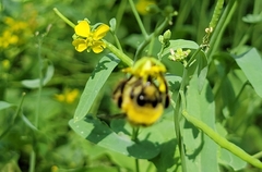 Bombus