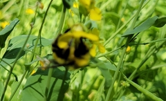 Bombus