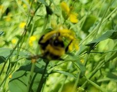 Bombus