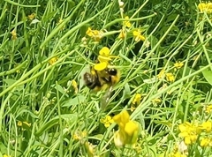 Bombus