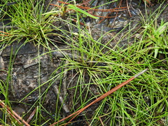 Eleocharis minuta