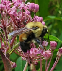 Bombus griseocollis