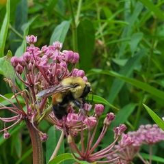 Bombus griseocollis