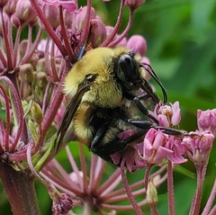 Bombus griseocollis