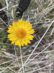 Xerochrysum viscosum