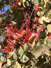 Lysiphyllum cunninghamii