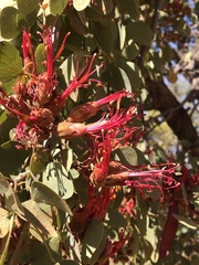 Lysiphyllum cunninghamii