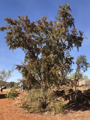 Lysiphyllum cunninghamii