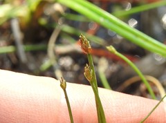 Eleocharis minuta