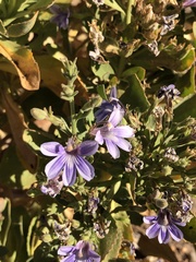 Scaevola browniana
