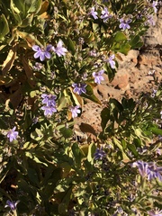 Scaevola browniana