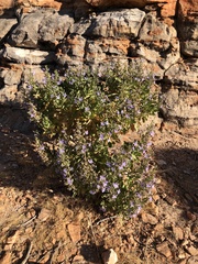 Scaevola browniana