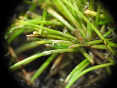 Eleocharis minuta