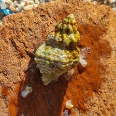 Image of Coralliophila meyendorffii