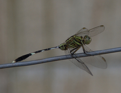 Orthetrum sabina