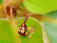 Korotyaevirhinus necopinus orientalis