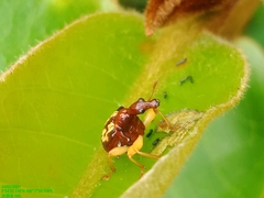 Korotyaevirhinus necopinus orientalis