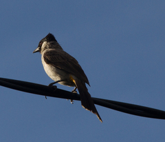 Pycnonotus aurigaster