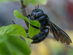 Xylocopa perforator