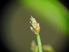 Eleocharis minuta