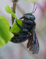 Xylocopa perforator